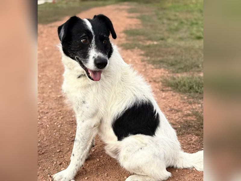 JEFFREY - Traumhund, rundum verträglich!