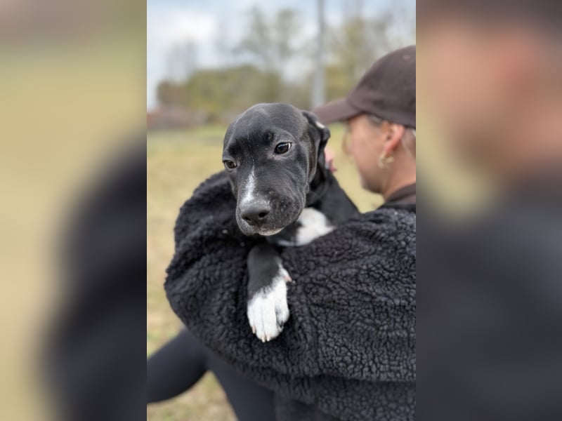 LOKII - Schöner junger Rüde ausgesetzt im Wald!