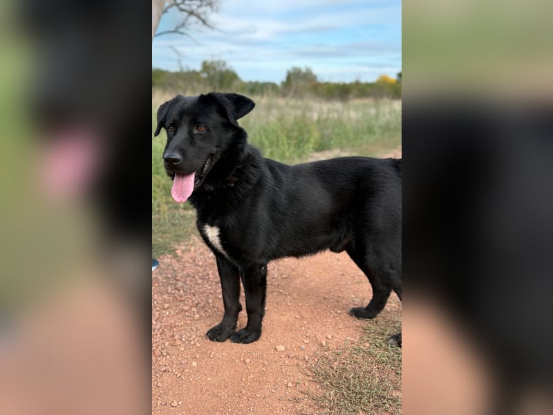 ZAC - Traumhund, rundum verträglich mit Artgenossen, familiengeeignet