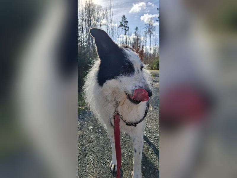 Babette sucht ein neues Zuhause