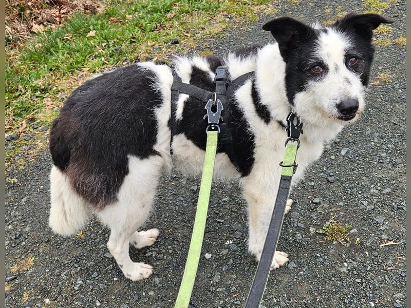 Babette sucht ein neues Zuhause