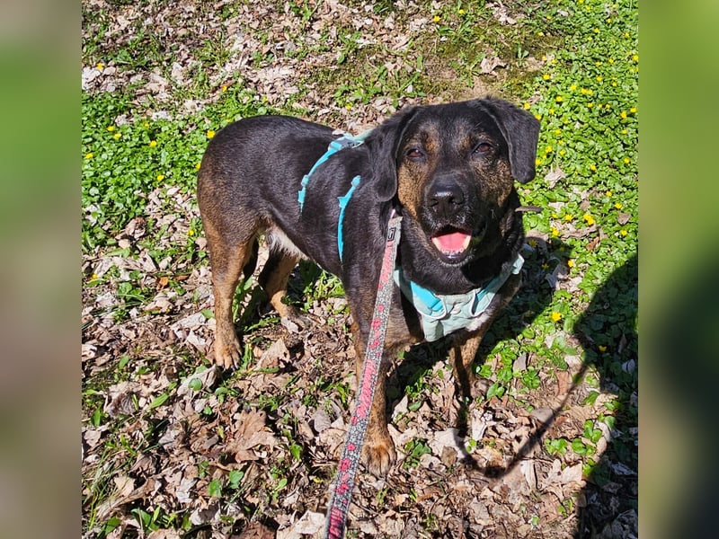 Butch sucht ein neues Zuhause