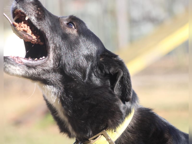 Sami sucht ein neues Zuhause