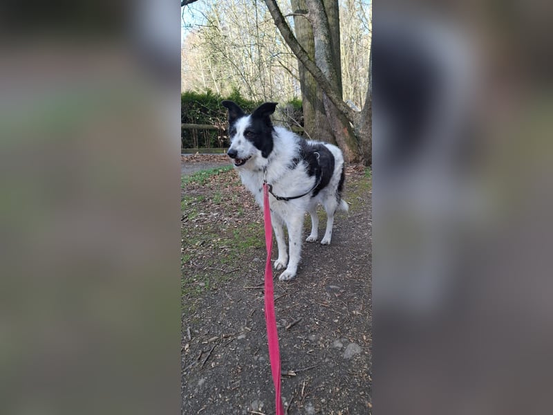 Babette sucht ein neues Zuhause