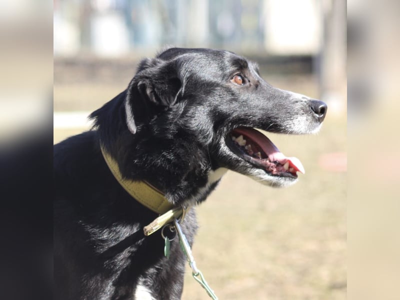 Sami sucht ein neues Zuhause