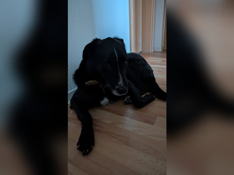 Sami sucht ein neues Zuhause