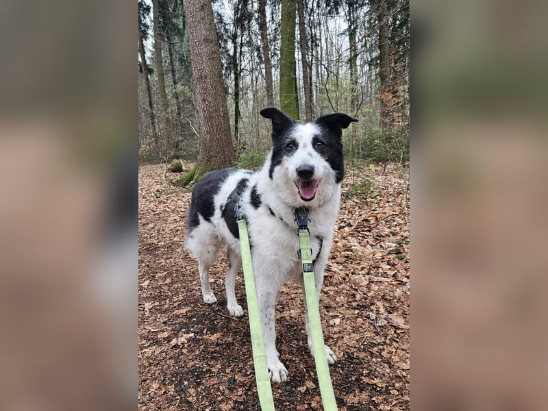 Babette sucht ein neues Zuhause