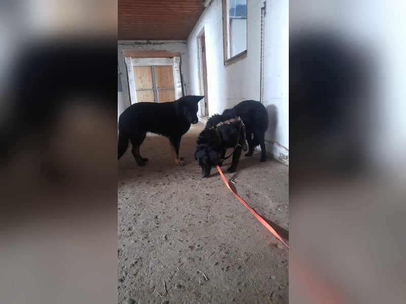 Colonia sucht ihre Menschen