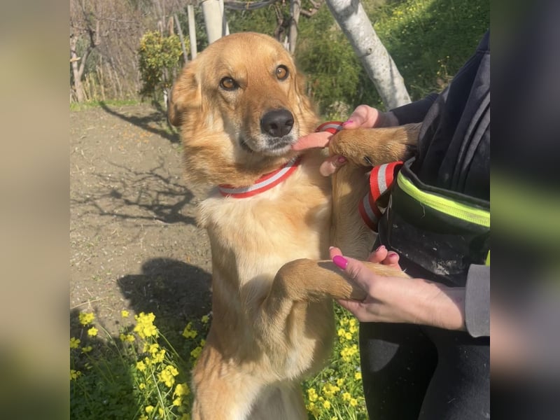 Frida - eine Traumhündin mit wunderschönen Ohren