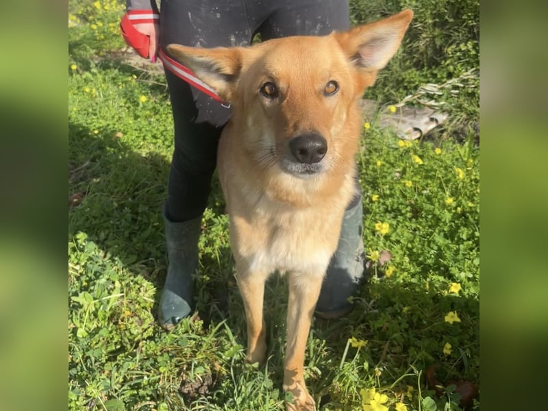 Frida - eine Traumhündin mit wunderschönen Ohren