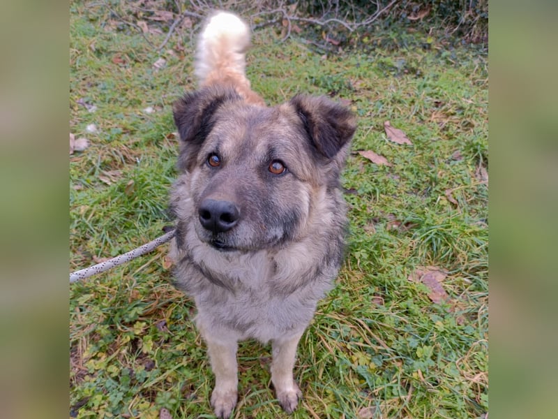 Mario  - wuschelig, liebevoll sucht sein Zuhause mit Herz