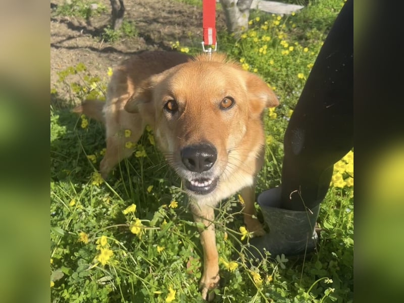 Frida - eine Traumhündin mit wunderschönen Ohren