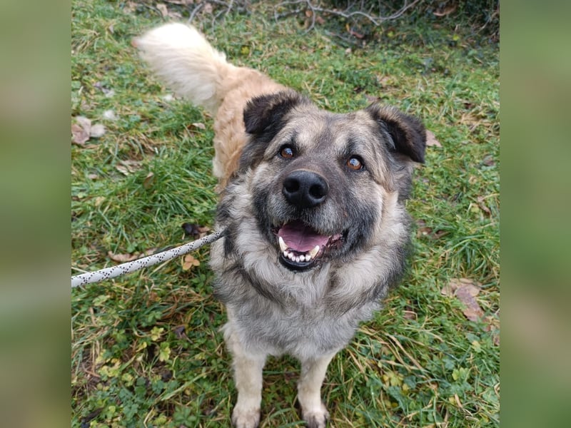 Mario  - wuschelig, liebevoll sucht sein Zuhause mit Herz