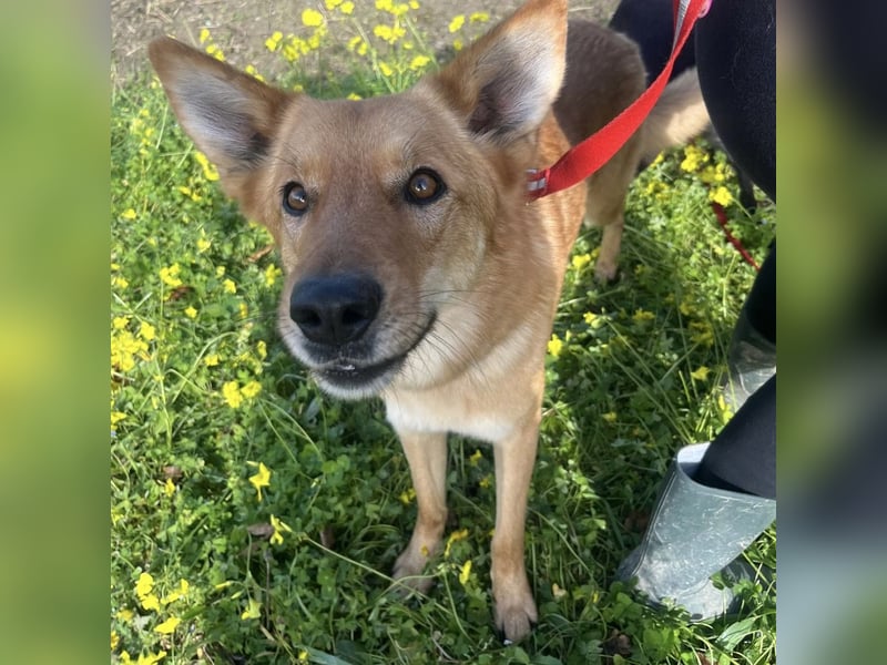 Frida - eine Traumhündin mit wunderschönen Ohren