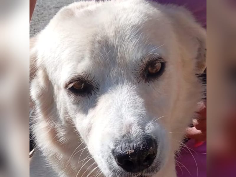 Ninetto-Ciko - freundlicher Bub