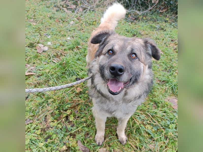 Mario  - wuschelig, liebevoll sucht sein Zuhause mit Herz