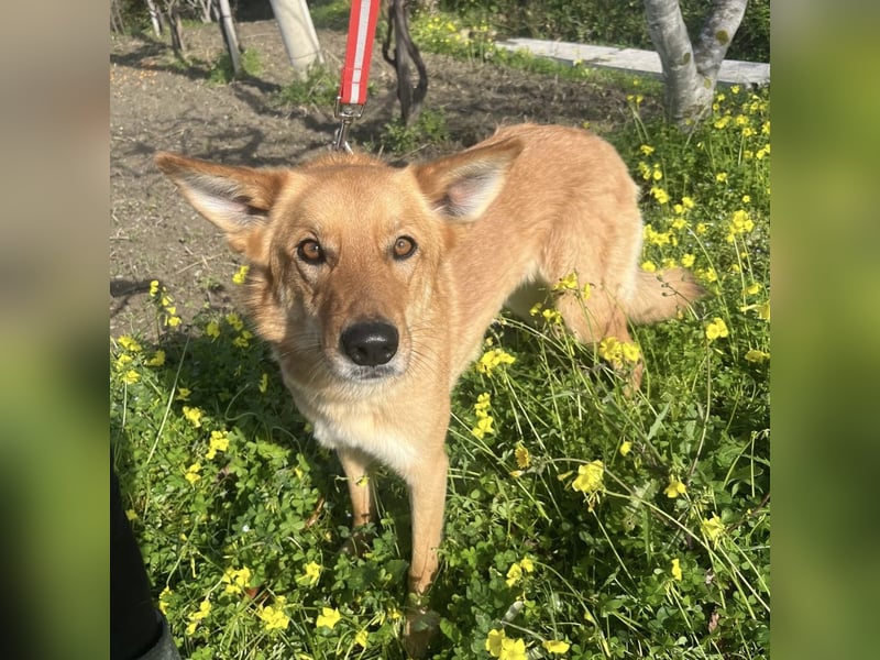 Frida - eine Traumhündin mit wunderschönen Ohren