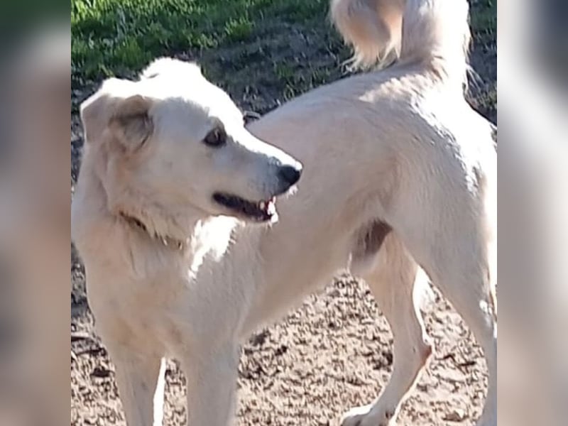 Ninetto-Ciko - freundlicher Bub