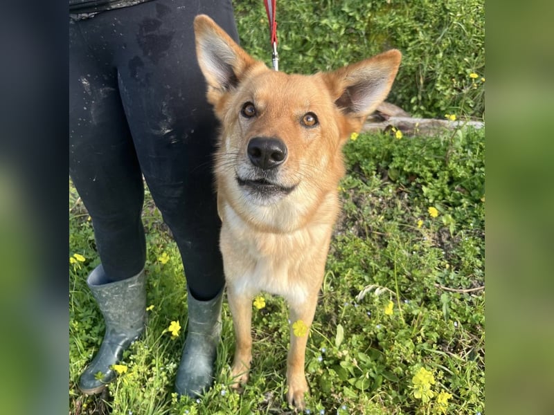 Frida - eine Traumhündin mit wunderschönen Ohren