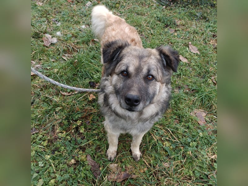 Mario  - wuschelig, liebevoll sucht sein Zuhause mit Herz