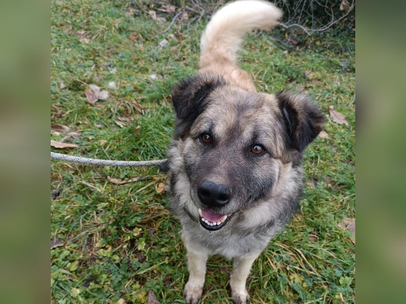 Mario  - wuschelig, liebevoll sucht sein Zuhause mit Herz