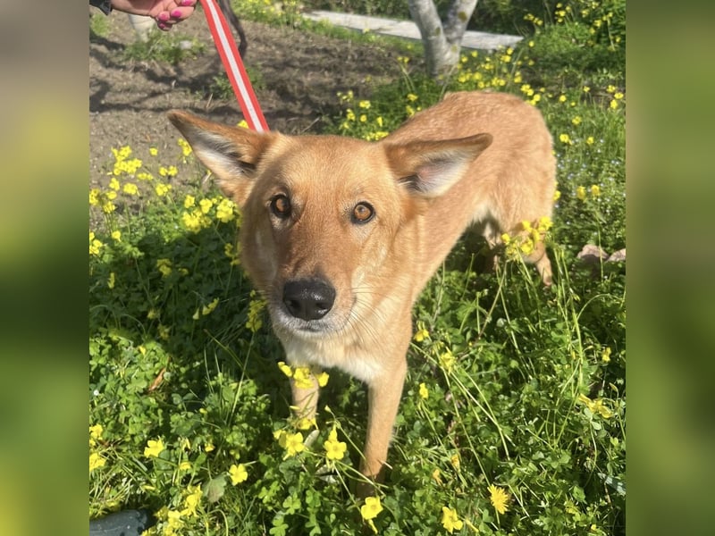 Frida - eine Traumhündin mit wunderschönen Ohren