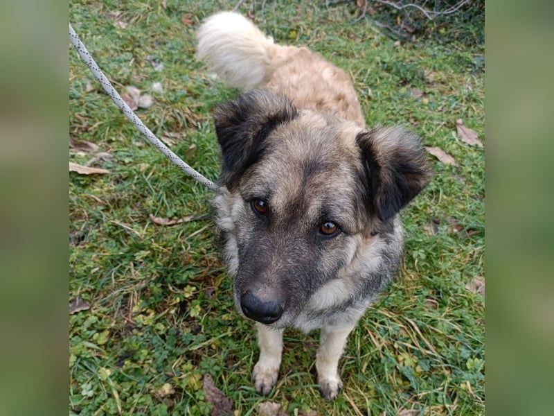 Mario  - wuschelig, liebevoll sucht sein Zuhause mit Herz