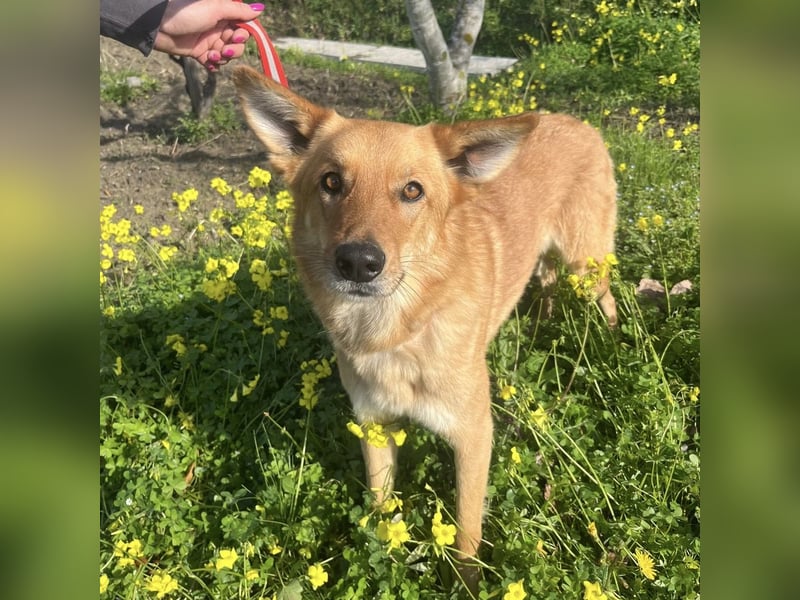 Frida - eine Traumhündin mit wunderschönen Ohren