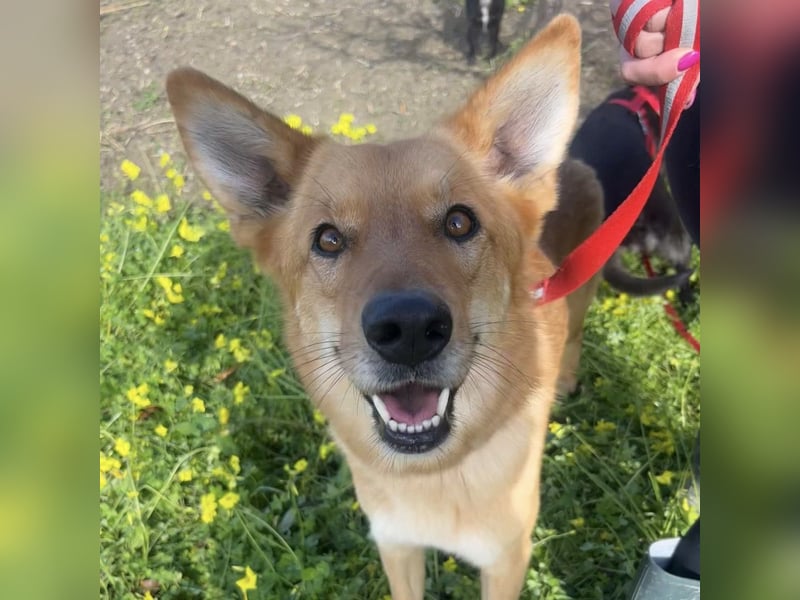 Frida - eine Traumhündin mit wunderschönen Ohren