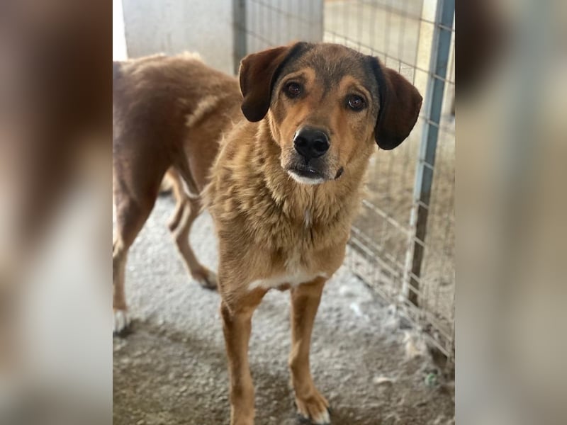 Mikosch, geb. ca. 01/2024, lebt in GRIECHENLAND, im städt. Tierheim Serres