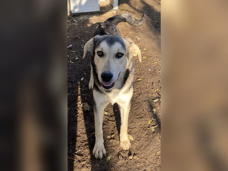 Vojan, geb. ca. 05/2024, lebt in GRIECHENLAND, im städt. Tierheim Serres