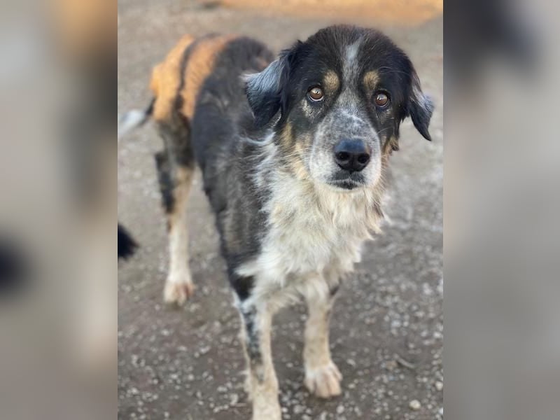 Bente, geb. ca. 04/2020, lebt in GRIECHENLAND, im städt. Tierheim Serres