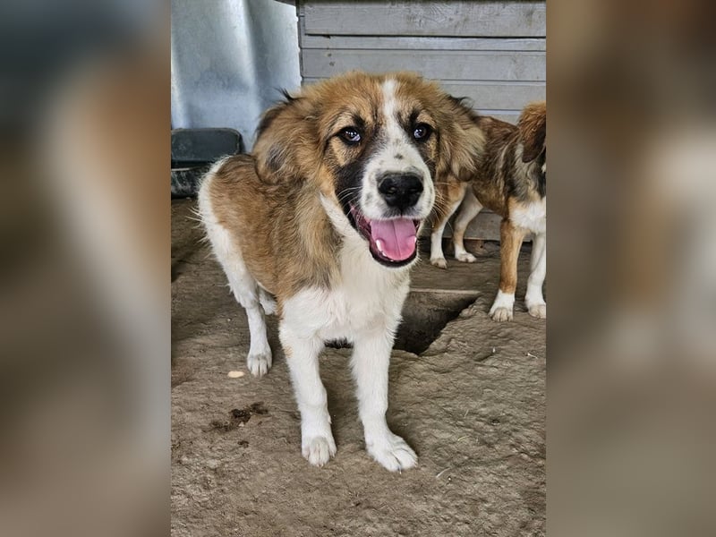 Barkley, geb. ca. 10/2024, lebt in GRIECHENLAND, auf einer privaten Pflegestelle