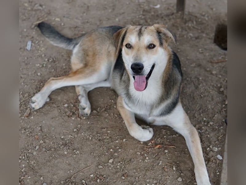 Leo, geb. ca. 12/2023, lebt in GRIECHENLAND, im städt. Tierheim Serres
