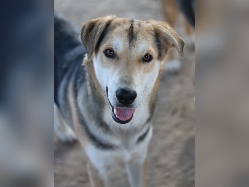 Leo, geb. ca. 12/2023, lebt in GRIECHENLAND, im städt. Tierheim Serres