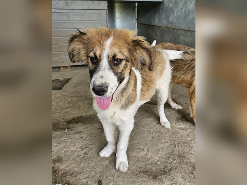 Barkley, geb. ca. 10/2024, lebt in GRIECHENLAND, auf einer privaten Pflegestelle