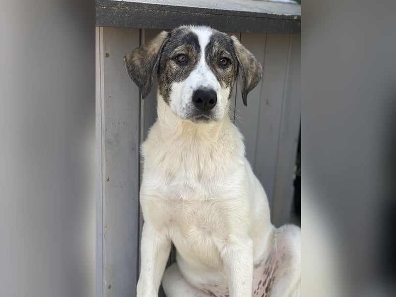 Adele, geb. ca. 02/2024, lebt in GRIECHENLAND, im städt. Tierheim Serres