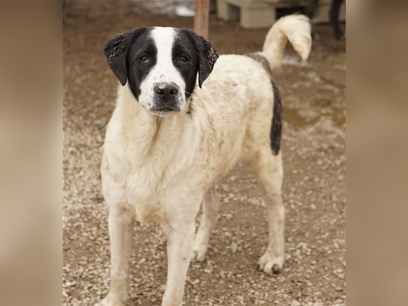 Emil, geb. ca. 09/2022, lebt in GRIECHENLAND, auf einer privaten Pflegestelle