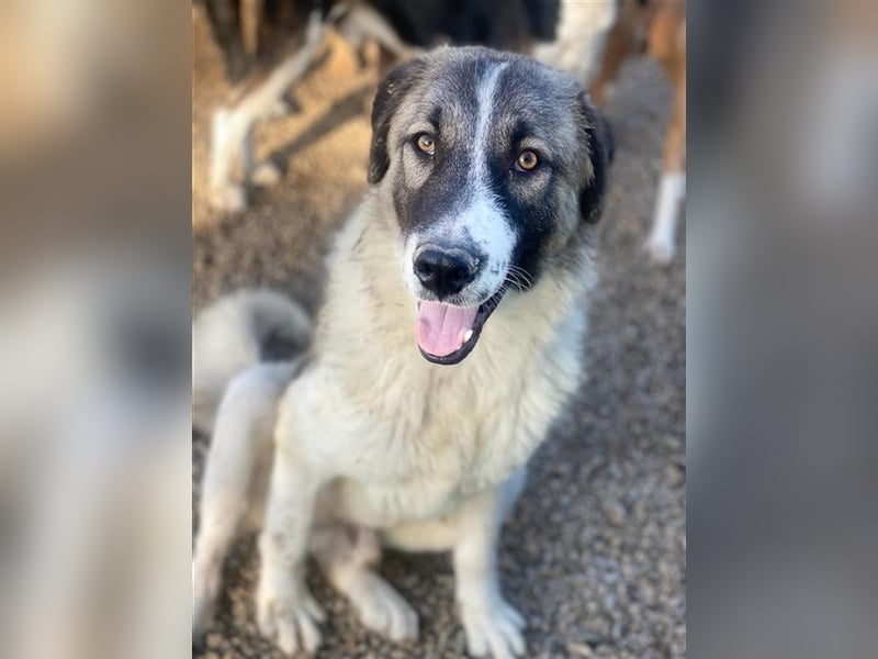 Joel, geb. ca. 01/2023, lebt in GRIECHENLAND, im städt. Tierheim Serres