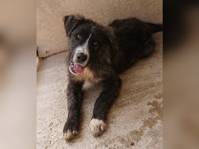 Apollo, geb. ca. 11/2023, lebt in GRIECHENLAND, im städt. Tierheim Serres