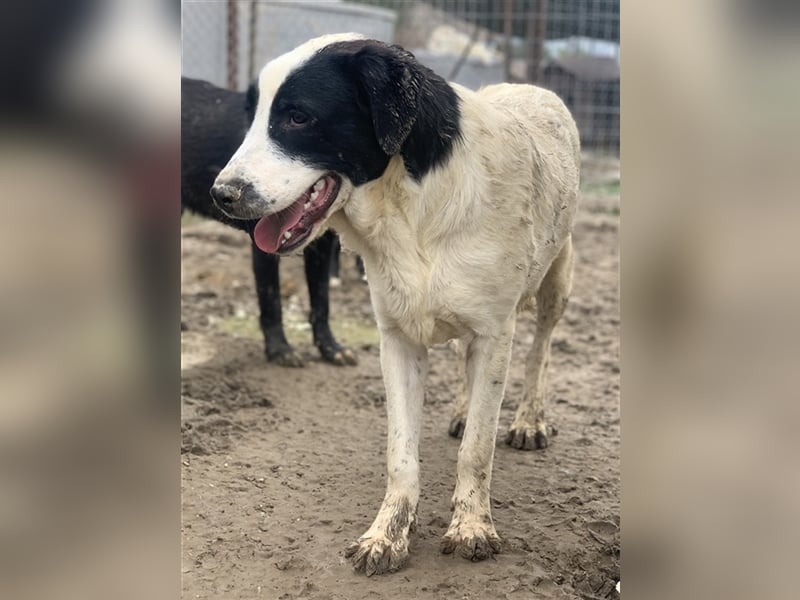 Emil, geb. ca. 09/2022, lebt in GRIECHENLAND, auf einer privaten Pflegestelle