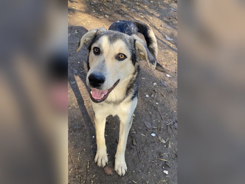 Vojan, geb. ca. 05/2024, lebt in GRIECHENLAND, im städt. Tierheim Serres