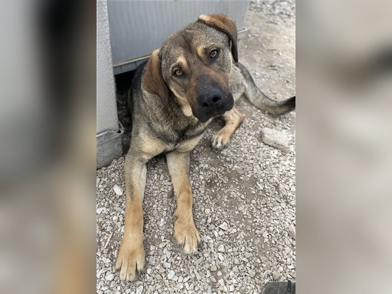Waldo, geb. ca. 06/2022, lebt in GRIECHENLAND, im städt. Tierheim Serres