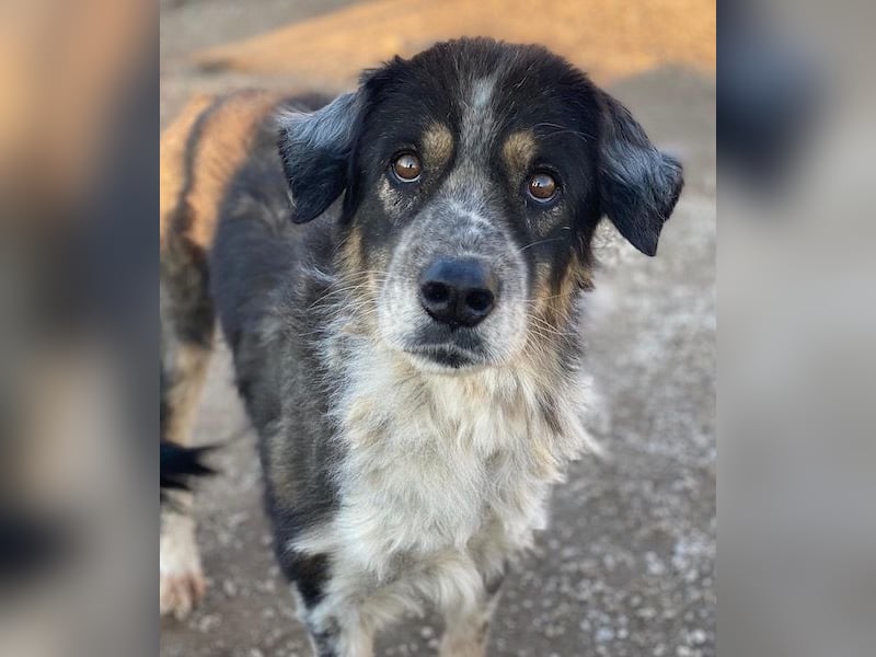 Bente, geb. ca. 04/2020, lebt in GRIECHENLAND, im städt. Tierheim Serres