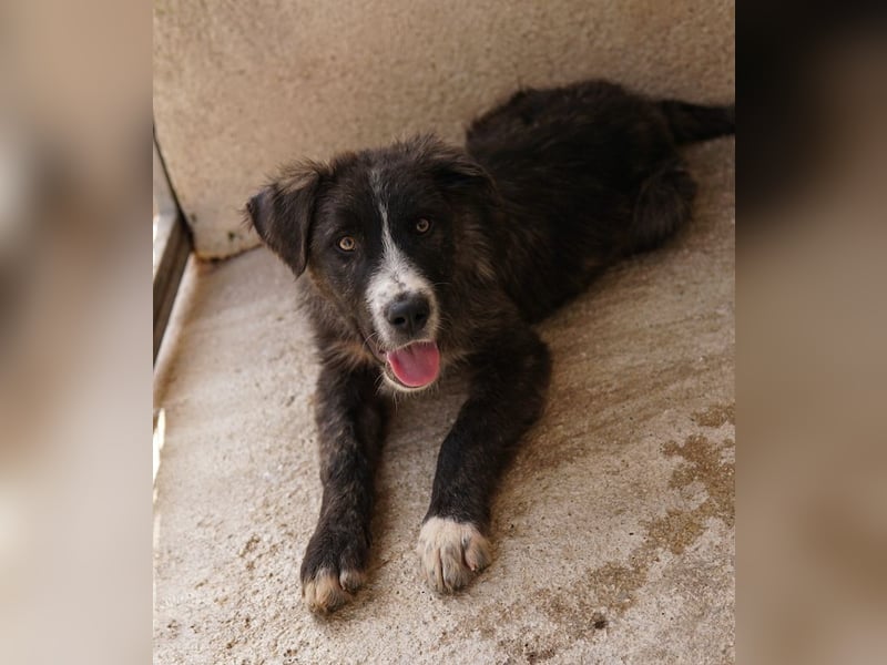 Apollo, geb. ca. 11/2023, lebt in GRIECHENLAND, im städt. Tierheim Serres