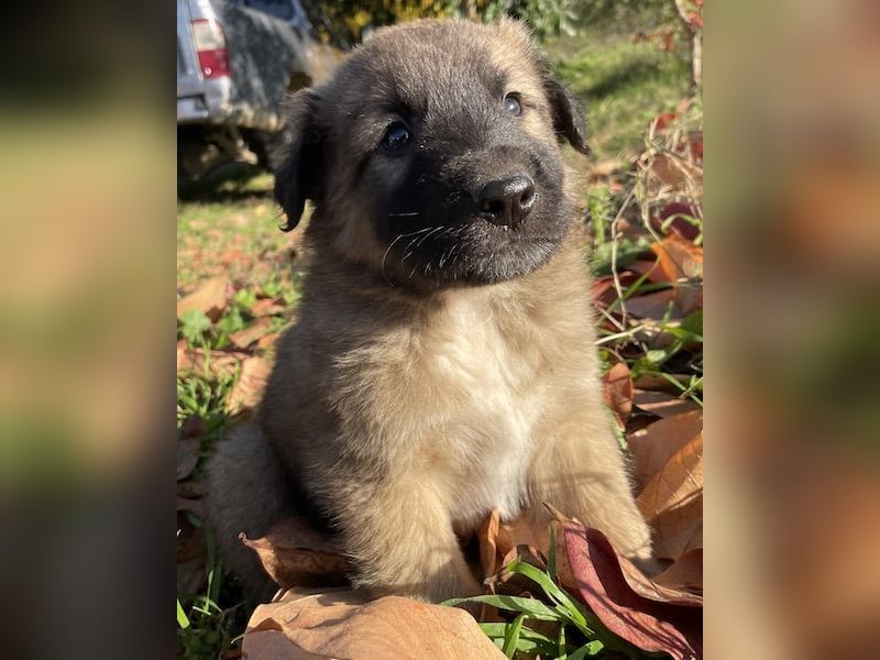 Kalani, geb. ca. 09/2025, lebt in GRIECHENLAND, auf einem Gelände, auf dem die Hunde notdürftig vers