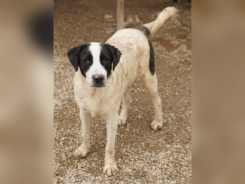 Emil, geb. ca. 09/2022, lebt in GRIECHENLAND, auf einer privaten Pflegestelle