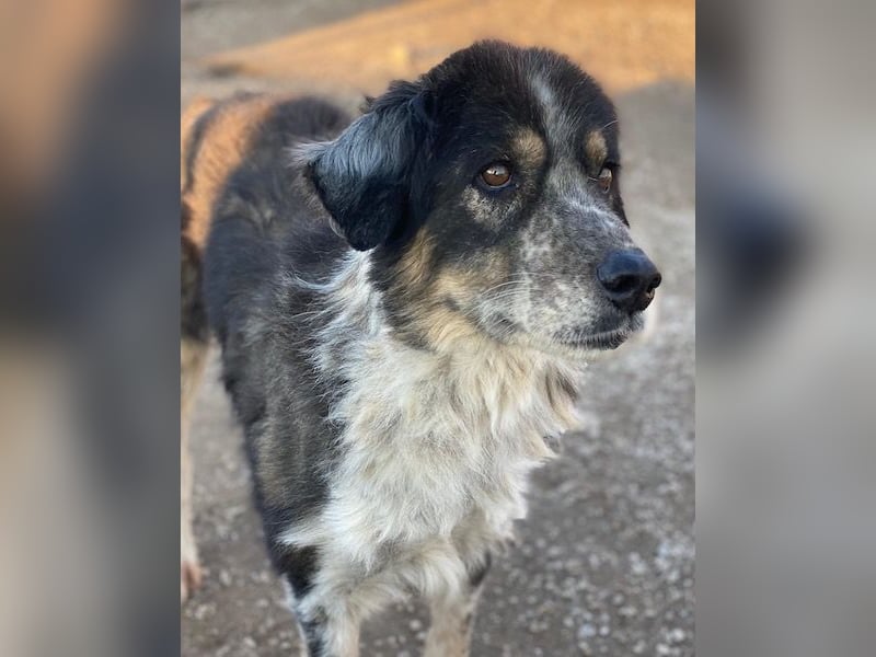 Bente, geb. ca. 04/2020, lebt in GRIECHENLAND, im städt. Tierheim Serres