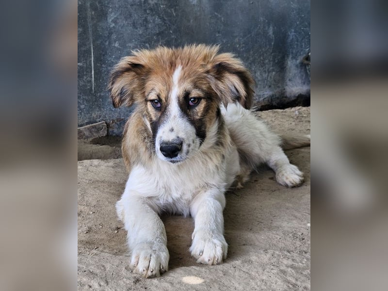 Barkley, geb. ca. 10/2024, lebt in GRIECHENLAND, auf einer privaten Pflegestelle