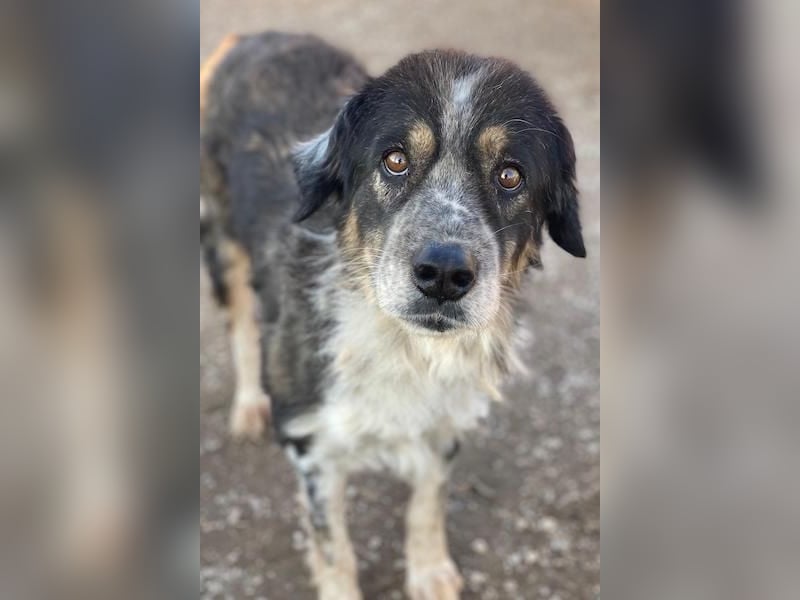 Bente, geb. ca. 04/2020, lebt in GRIECHENLAND, im städt. Tierheim Serres